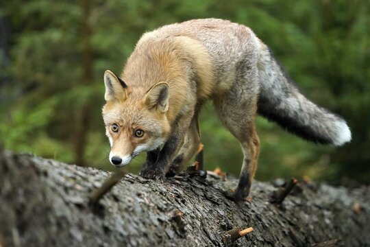 Red fox (Vulpes vulpes) walking on a tree trunk, Czech Republic