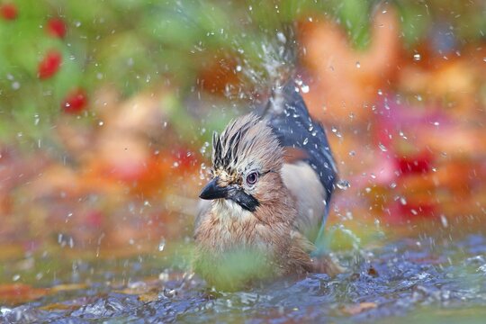 Eurasian jay (Garrulus glandarius) bathes in shallow water with autumn leaves, Solms, Hesse, Germany