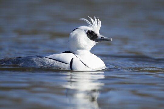Smew (Mergellus albellus) adult male duck on a lake, England, United Kingdom