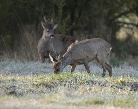 Roe deer (Capreolus capreolus), doe in winter coat, winter cover, behind a roe buck, a horned rod in the bast, a rod freshly swept still red from blood, no injury normal process, wildlife, Thuringia, Germany