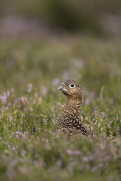 Red grouse (Lagopus lagopus scotica) adult female game bird in flowering purple heather plants on a moorland in summer, Yorkshire, England, United Kingdom