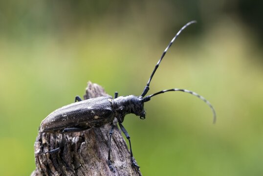 Longhorn beetle species (Monochamus sartor), female, Schwaz, Tyrol, Austria, Europe