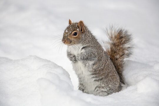 Eastern gray squirrel (sciurus carolinensis) sitting in snow and watching, Montreal botanical garden, province of Quebec, Canada