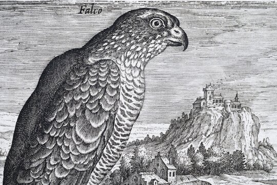 Falcon in front of a medieval landscape with castle, copperplate engraving by Adriaen Collaert, from Avium Vivae Icones, the series of birds, around 1600, Antwerp