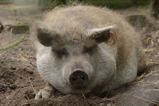 Woolly pig (Sus scrofa domesticus), Lower Saxony, Germany