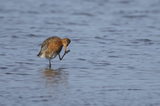 Black tailed godwit (Limosa limosa) adult wading bird in summer plumage preening in shallow water, England, United Kingdom