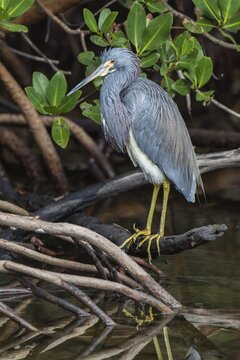 Tricolored Heron (Egretta tricolor), J.N. Ding Darling National Wildlife Refuge, Sanibel Island, Florida, USA