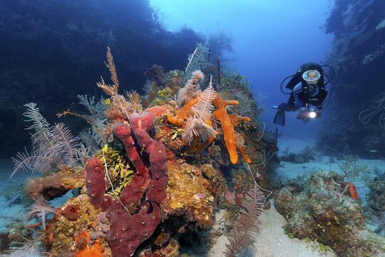 Diver swimming through reef cut and looking at patch reef with various sponges and corals, Caribbean Sea near Playa St. Lucia, Camag&uuml;ey Province, Caribbean, Cuba