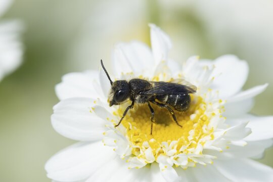 Mining bee (Andrena spp) adult insect on a garden white flower, England, United Kingdom