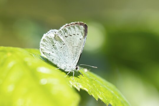 Holly blue butterfly (Celastrina argiolus) adult insect resting on a plant leaf in summer, England, United Kingdom