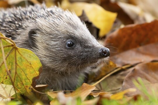 European hedgehog (Erinaceus europaeus) adult animal amongst fallen autumn leaves, England, United Kingdom