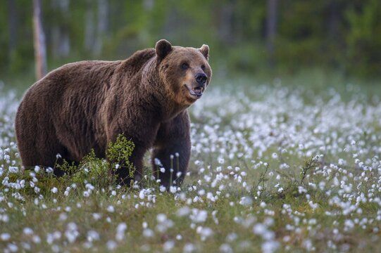 Old male (Ursus arctos) in a bog with fertile cotton grass, Suomussalmi, Karelia, Finland