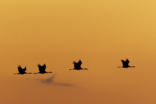 Cranes flying in a row in front of an orange-coloured sky at sunset, Crane (Grus grus) wildlife, Western Pomerania Lagoon National Park, Zingst, Mecklenburg-Western Pomerania, Germany