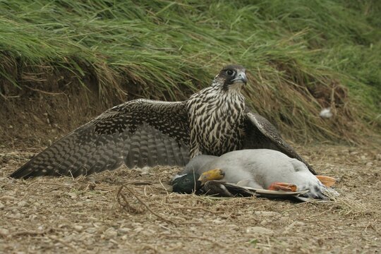 Gerfalcon (Falco rusticolus) young mating bird mantles over a mallard drake (Anas platyrhynchos) Allg&auml;u, Bavaria, Germany, Allg&auml;u, Bavaria, Germany