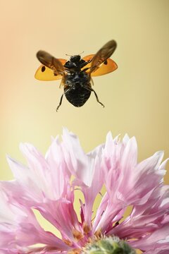 Seven-spott ladybird (Coccinella septempunctata), in flight, on the flower of a common pink (Dianthus plumarius), Germany