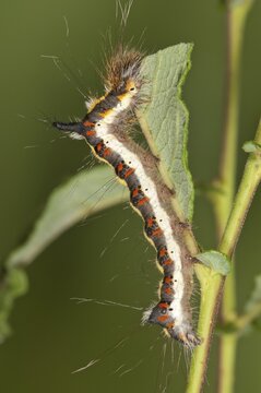 Caterpillar of a Grey Dagger Moth (Acronista psi) feeding on an Eared Sallow Bush (Salicetum auritae), Baden-W&uuml;rttemberg, Germany