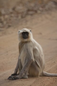 Gray langur (Semnopithecus entellus) monkey adult sitting on a track, Bandhavgarh, Madhya Pradesh, India