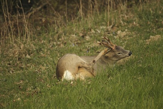 Roe deer (Capreolus capreolus) six-legged buck in winter coat lying at the edge of the forest, scratching its head with its hind leg, Lower Austria, Austria