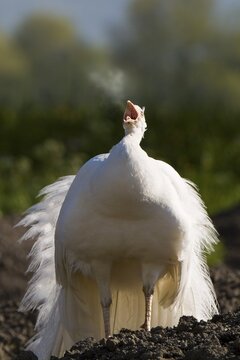 White Peacock (Pavo), Strass im Zillertal, Tyrol, Austria, Europe