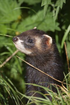 European polecat (Mustela putorius) adult animal in grassland, United Kingdom