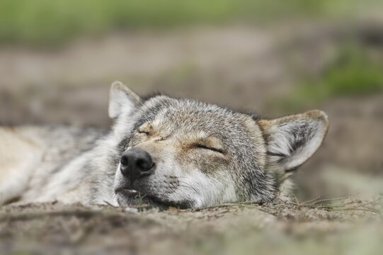 European gray wolf (Canis lupus lupus), captive, Germany