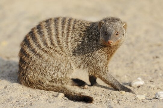 Banded mongoose (Mungos mungo), captive, occurrence in Africa