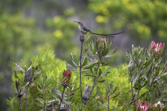 Cape Honeybird (Promerops cafer), near Gansbaai, Western Cape Province, South Africa