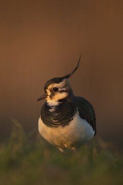 Northern lapwing or Green plover (Vanellus vanellus) adult wading bird on a grass field, RSPB Frampton marsh nature reserve, Lincolnshire, England, United KIngdom