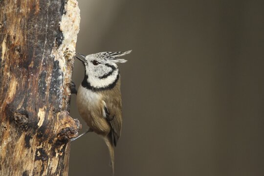 Crested Tit (Lophophanes Scalloped ribbonfish) at winter feeding in the forest, Allg&auml;u, Bavaria, Germany, Allg&auml;u, Bavaria, Germany