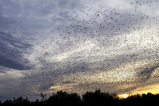 Flock of starlings (Sturnus vulgaris) directly above the roost, flock of birds, autumn migration, spring migration, bird migration, assembly point, flight formation, Germany