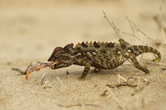 Namaqua chameleon (Chamaeleo namaquensis), feeding, Namib Desert near Swakopmund, Namibia