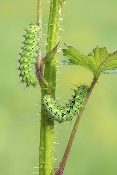 Small emperor moth (Saturnia pavonia), two caterpillars on the forage plant raspberry, Schwaz, Tyrol, Austria