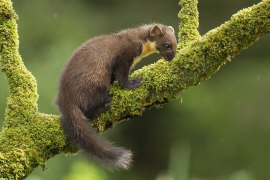 European pine marten (Martes martes) adult searching for food on a tree branch, Ardnamurchan, Scotland, United Kingdom