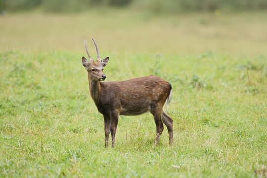 Sika deer (Cervus nippon), spit standing in a meadow, naturalised species, Sauerland, North Rhine-Westphalia, Germany