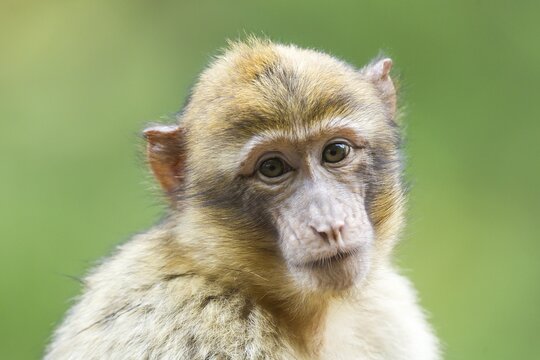 Barbary Macaque (Macaca sylvanus), adult, captive