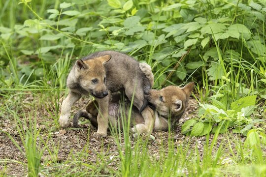 Two wolf pups wrestling in the forest, one standing over the other, European grey gray wolf (Canis lupus) pups, Germany