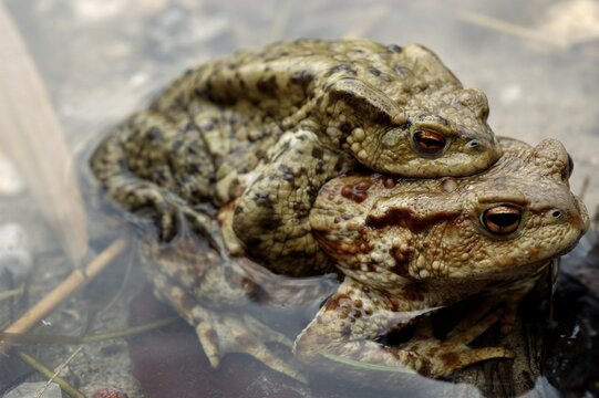 A pair of common European toads ( Bufo bufo ) pairing in water