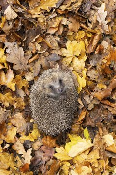 European hedgehog (Erinaceus europaeus) adult animal on fallen autumn leaves during hibernation, England, United Kingdom