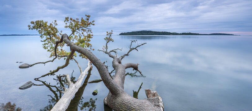 Quiet autumn evening on the Baltic Sea, the trunk of an oak tree lying in the water, Greifswalder Bodden, in the back the island of Vilm, sunset, near Putbus, R&uuml;gen island, Mecklenburg-Western Pomerania, Germany