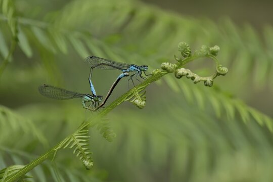 Blue tailed damselfly (Ischnura elegans) adult male and female insects mating on a Bracken plant leaf in the summer, England, United Kingdom