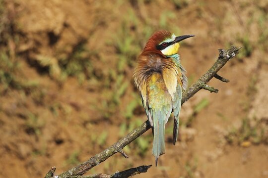 European bee-eater (Merops apiaster) securing on a branch in front of the breeding wall, Western Hungary, Hungary