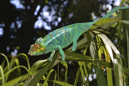 Male panther chameleon (Furcifer Pardalis), in the forests of the island of Nosy Komba, northwest of Madagascar, Madagascar