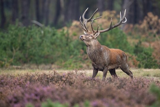 Red deer (Cervus elaphus), rut, Hoenderloo, Gelderland, Netherlands