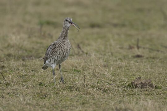 Eurasian curlew (Numenius arquata) adult wading bird calling on grassland, England, United Kingdom