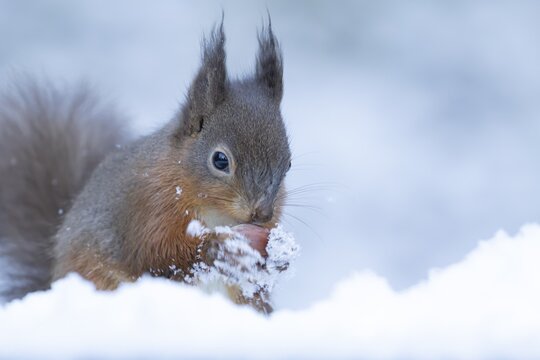 Red squirrel (Sciurus vulgaris) adult animal eating a hazel nut in snow in winter, England, United Kingdom