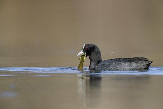 In winter, green algae are an important food source for the coot (Fulica atra), foraging, Germany
