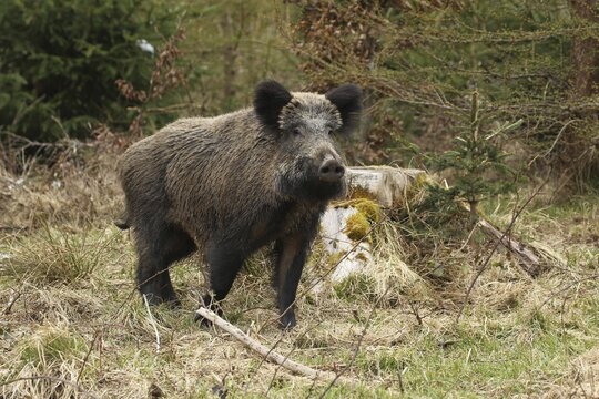 Wild boar (Sus scrofa) Wild boar (Sus scrofa) secured at the edge of a thicket, Allg&auml;u, Bavaria, Germany Allg&auml;u, Bavaria, Germany