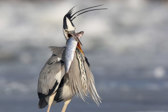 Grey heron (Ardea cinerea) with too big fish, Winter, Usedom, Germany