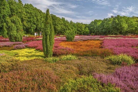 Heather garden with many varieties of heather from all over the world, Schneverdingen, L&uuml;neburg Heath, Lower Saxony, Germany