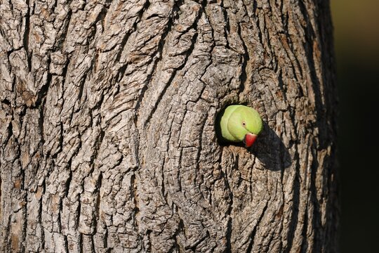 Rose-ringed parakeet (Psittacula krameri) looking out of its breeding burrow, wildlife, Germany